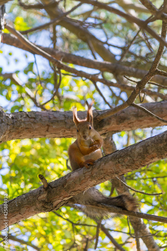 squirrel on tree