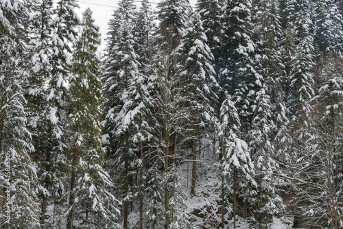 Coniferous forest, fir trees, mountain stream in winter in the snow.