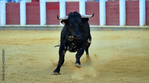 spanish bull in the traditional festival of bullfight