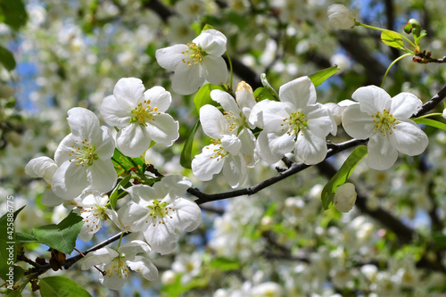 spring 