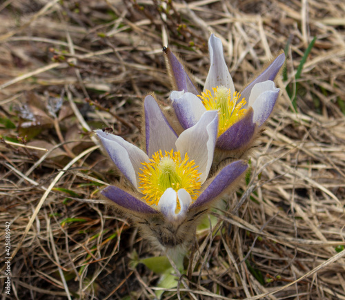 Blumen in den Bergen Vorarlbergs - Österreich