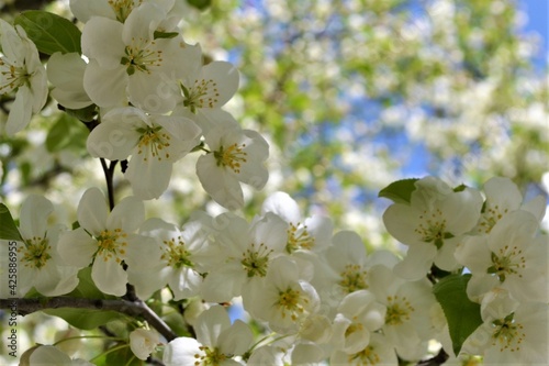 tree blossom