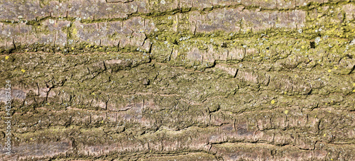 Texture of old weathered tree bark