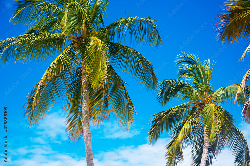 Closeup of palm trees against blue sky. Vacation in Dominicana. Relax