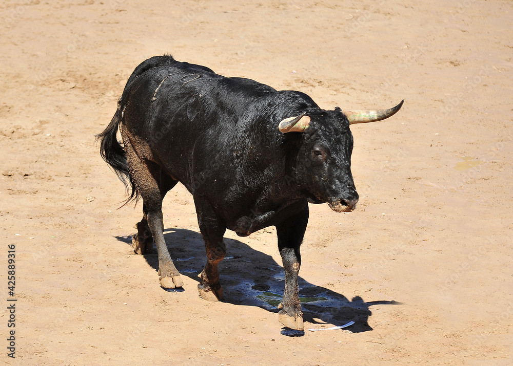 spanish bull in the traditional festival of bullfight spanish bull in the traditional festival of bullfight