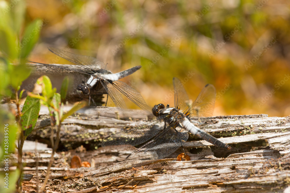 Pair of chalk-fronted corporal dragonflies on a log. Pair of chalk-fronted corporal dragonflies on a log.