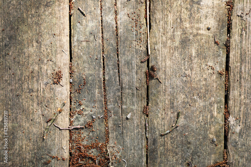 Wooden background surface