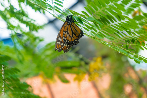 Borboleta