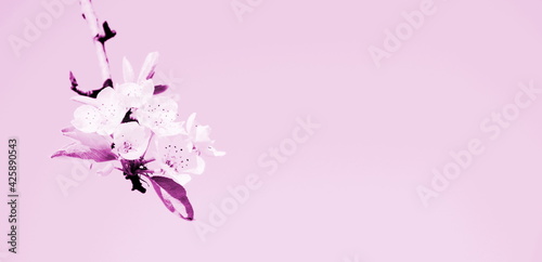 Blüten in rosa als Banner und Hintergrund - isoliert und freigestellt mit Freiraum für Text © Zeitgugga6897