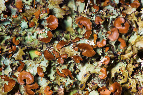 Foliose lichen with large brown apothecia from New Hampshire.