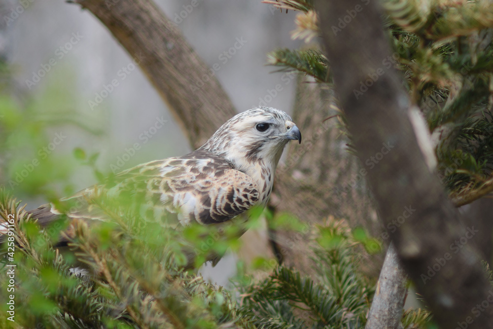 Naklejka premium The bird is a common buzzard hiding in the conifers.Buteo bute