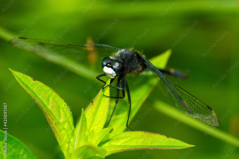 Dot-tailed whiteface dragonfly perched on leaves in New Hampshire. Dot-tailed whiteface dragonfly perched on leaves in New Hampshire.