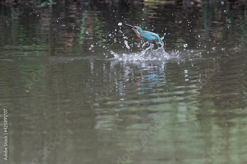 common kingfisher in the forest