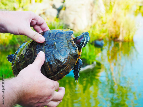 Male hands holding a green redeared turtle against the backdrop of a pond and vegetation outdoors photo