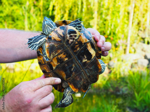 Male hands hold a striped green turtle in a yellow-black spotted shell outdoors on a summer day photo