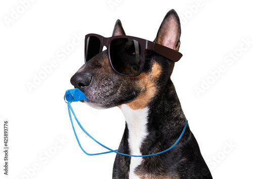 Referee arbitrator dog with whistle © Javier brosch