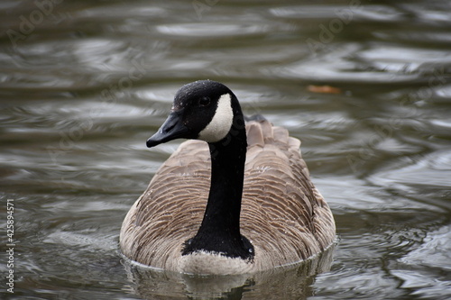 country goose swimming