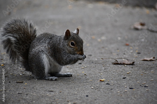 squirrel in the park