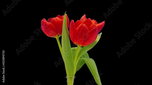 A bouquet of tulips withers, alpha matte