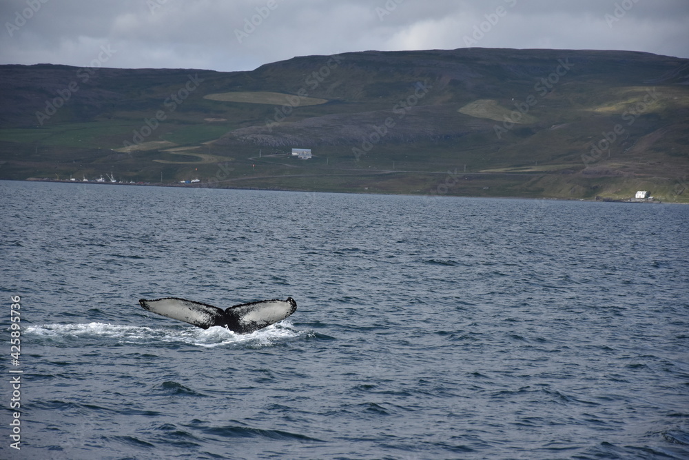 Fototapeta premium La balena e il mare