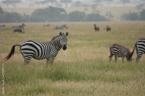 A beautiful zebra taking a break from grazing