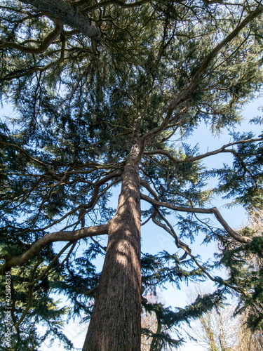 Below an old yew tree