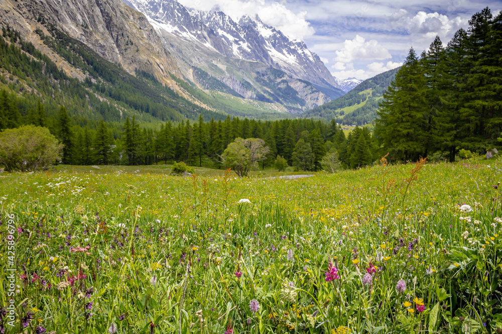 flowery field in Val Veny, in summer. Italian Alps