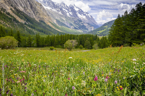 flowery field in Val Veny  in summer. Italian Alps