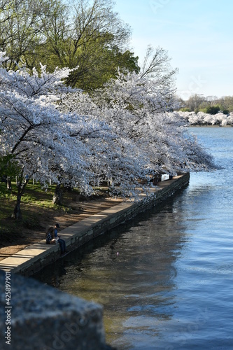 cherry blossom walk