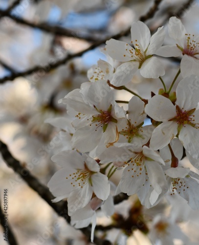 cherry blossom