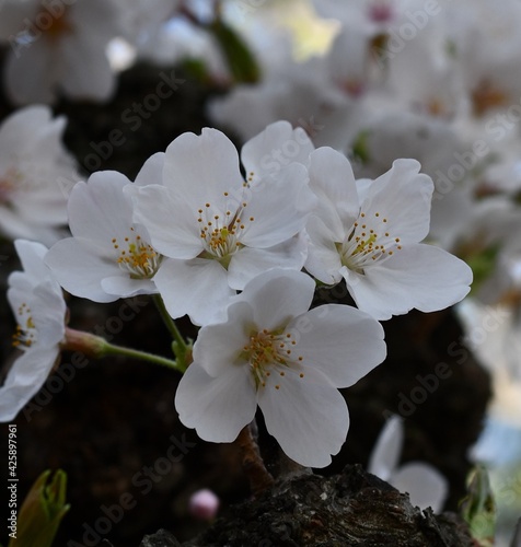 cherry blossom