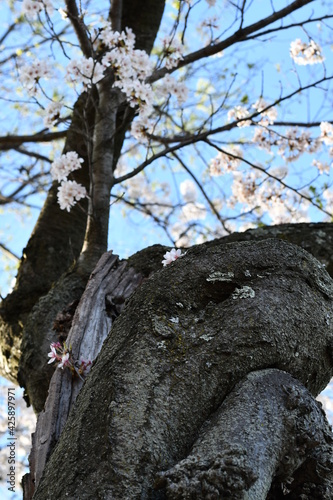 tree in the park