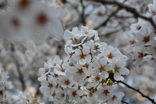 blossom in spring
