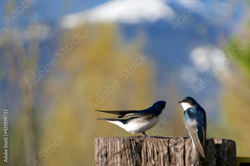 Birds Talking