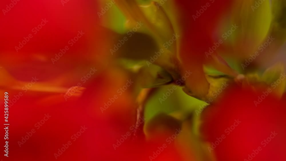 Woman is putting colorful spring flowers in vase. Vase with a bouquet of multi-colored flowers. Spring time Woman is putting colorful spring flowers in vase. Vase with a bouquet of multi-colored flowers. Spring time