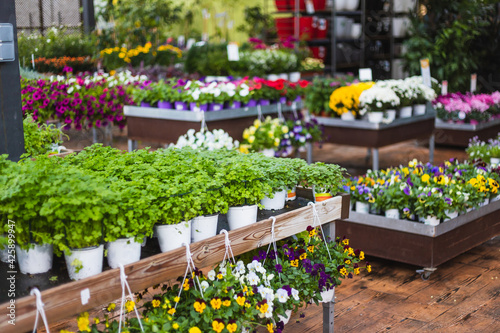 Fototapeta Naklejka Na Ścianę i Meble -  Close up of beautiful parsley green plants and spring pansies flowers for sale at a garden center