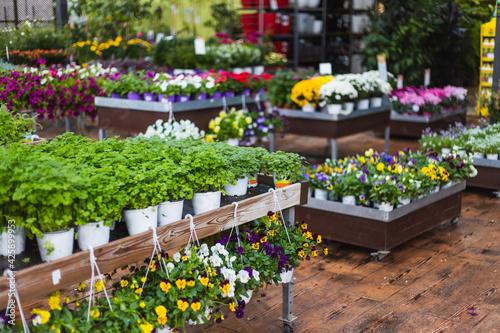 Close up of beautiful parsley green plants and spring pansies flowers for sale at a garden center