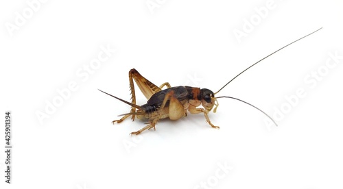 Isolated crickets set if on a white background.