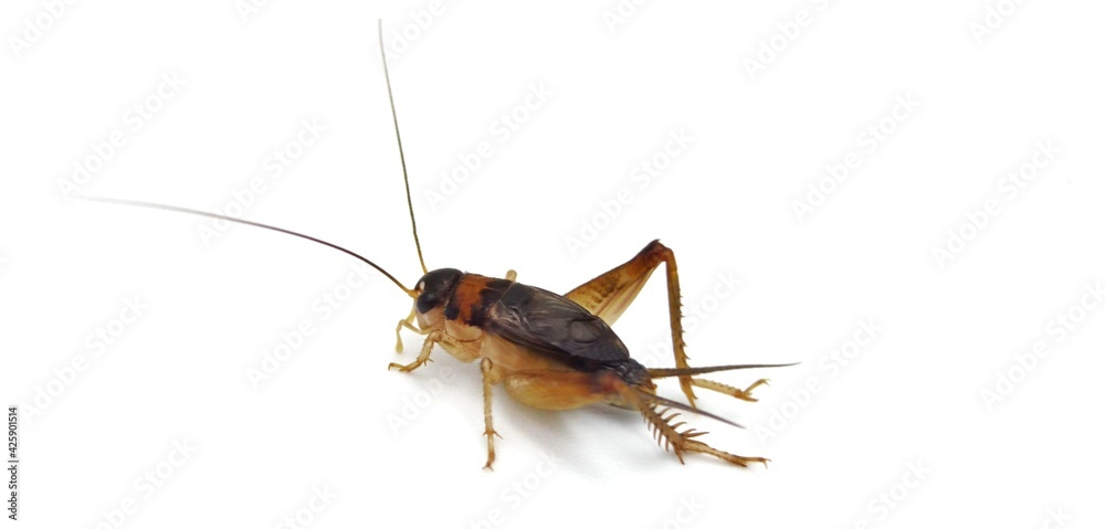 Isolated crickets set if on a white background. Isolated crickets set if on a white background.