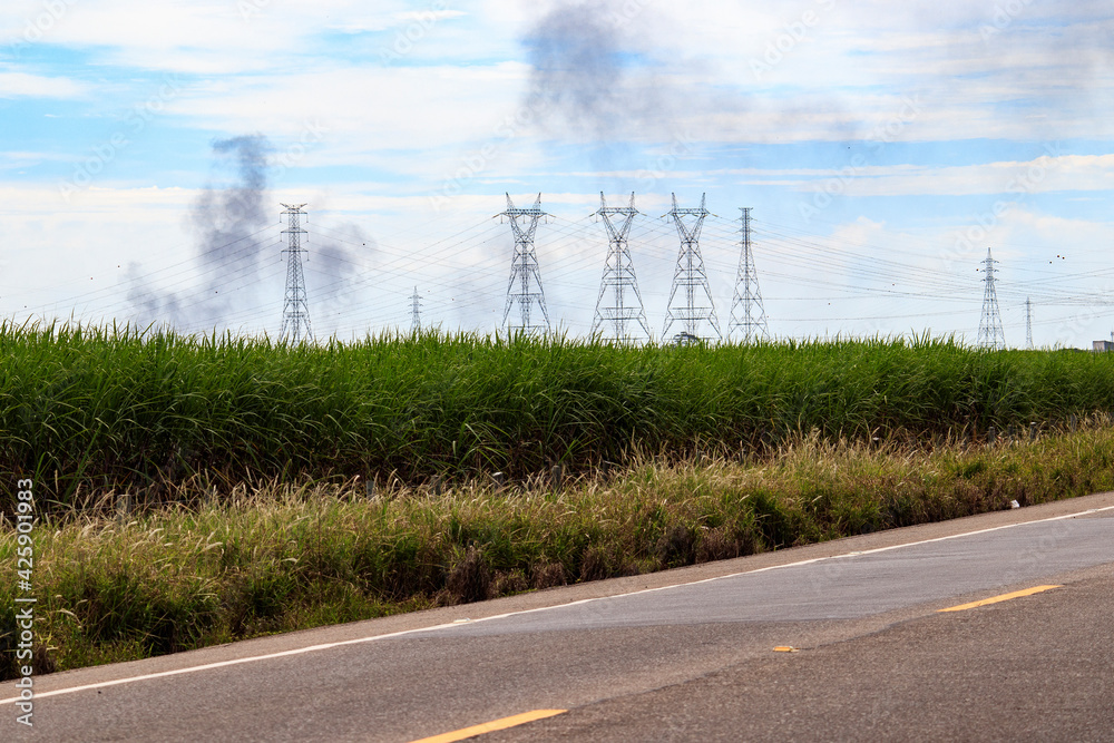 Sugarcane and electricity towers