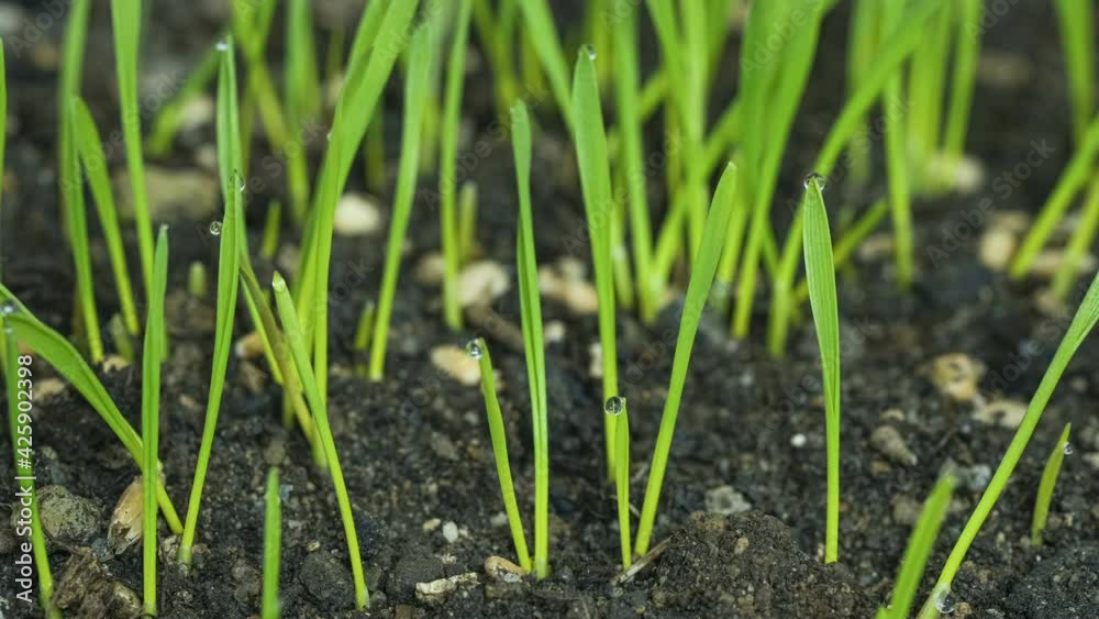 Germinating Seed buds Growing in Agricultural field ground Timelapse,wheat plant Germinating Seed buds Growing in Agricultural field ground Timelapse,wheat plant