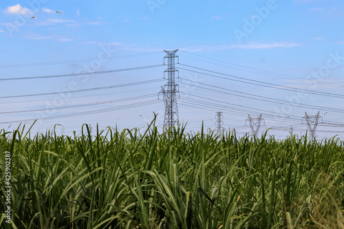 Sugarcane and electricity towers