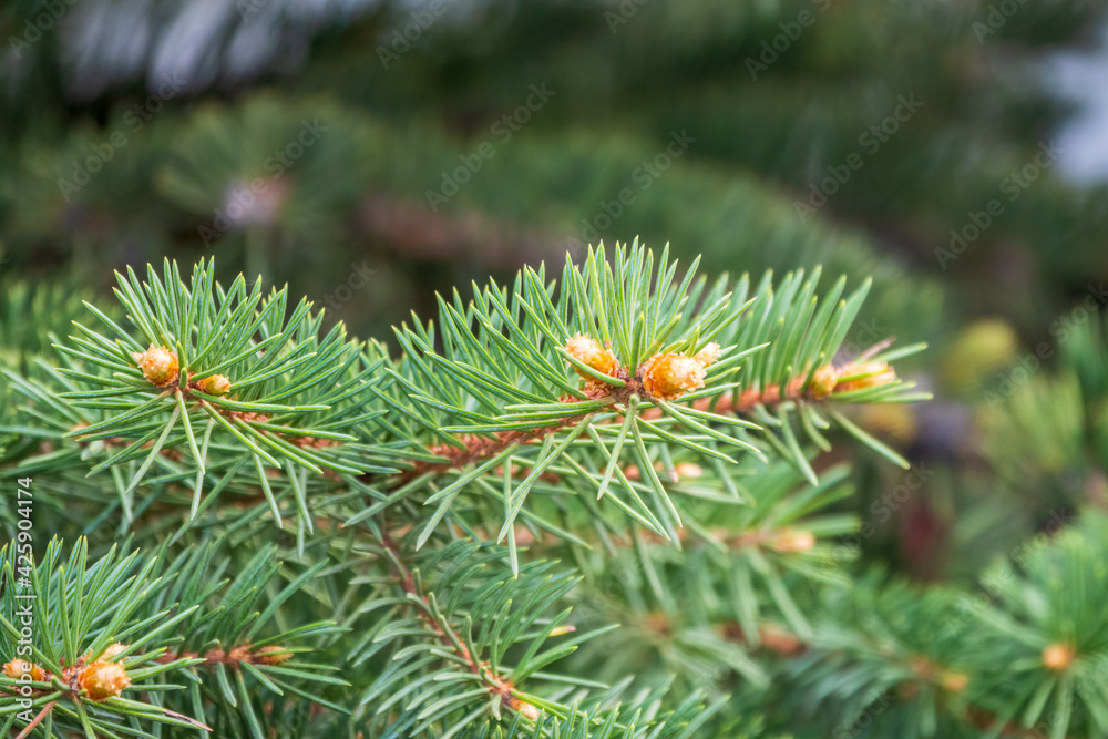 Fir branches with fresh shoots in spring. Fir branches with fresh shoots in spring.