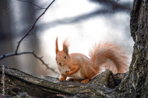 Red squirrel on a tree. Selective focus close-up