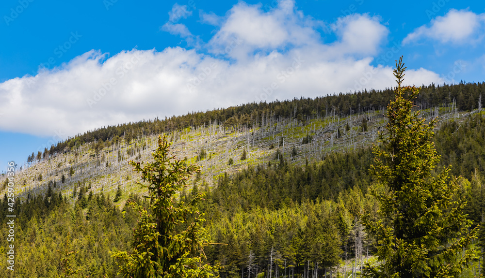 Beautiful panorama of high trees in high parts of the Giant Mountains