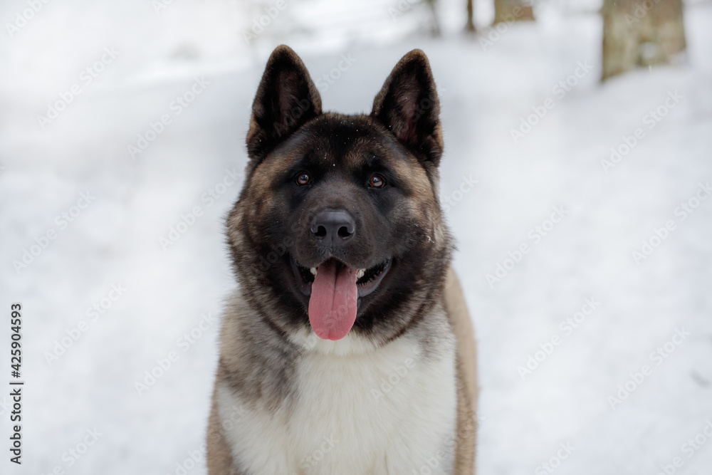 portrait of American Akita. dog in winter on a background of white snow