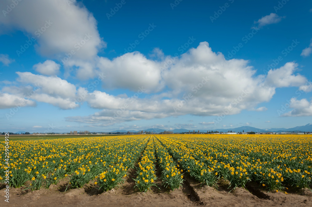 Colorful Rows of Bright Yellow Daffodils Growing in the Skagit Valley. The fields of Skagit County burst into bloom with daffodils, a month ahead of the more famous tulips.