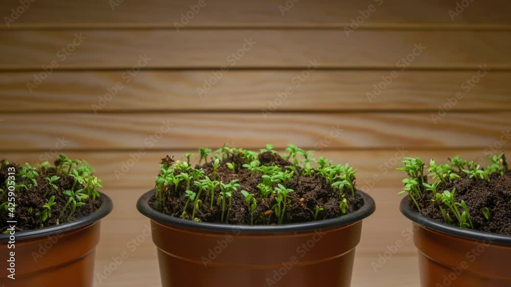 Growing plants timelapse, fresh potted microgreens grows in time-lapse, plant growth in fast motion on wooden background, sprouts germination in greenhouse agriculture. Grow healthy eco-food at home Growing plants timelapse, fresh potted microgreens grows in time-lapse, plant growth in fast motion on wooden background, sprouts germination in greenhouse agriculture. Grow healthy eco-food at home