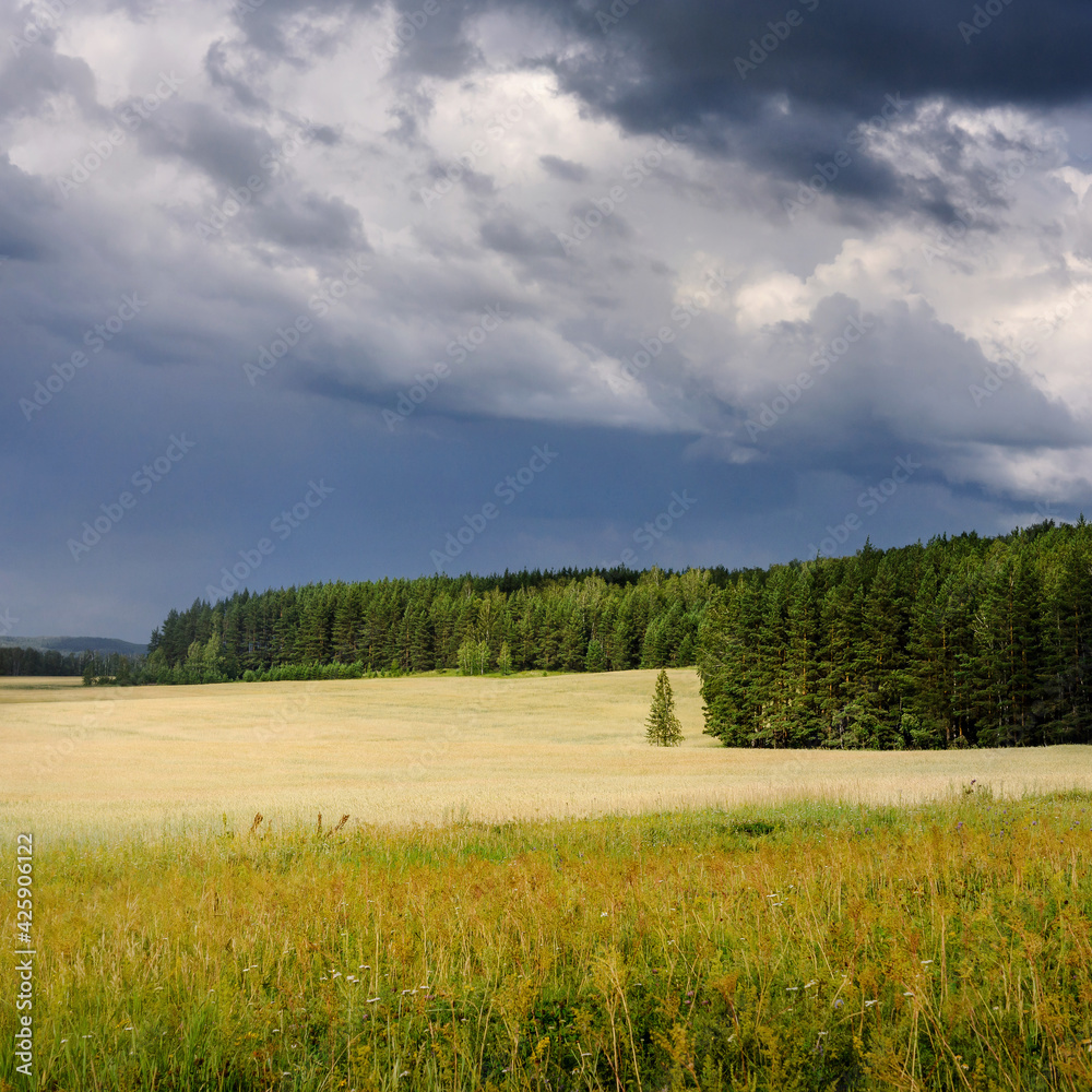 Fototapeta premium Storm clouds over wheat field, coniferous forest
