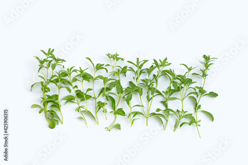 Stevia leaves on white background